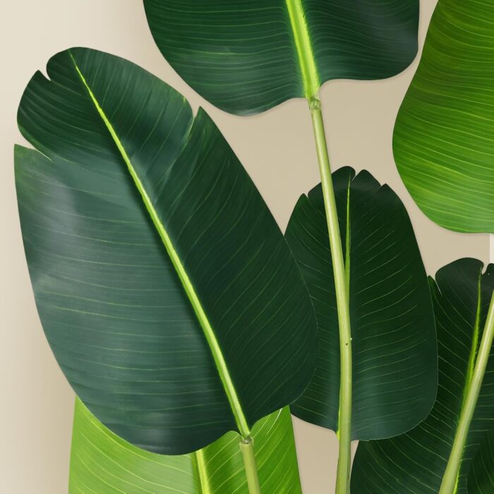 Faux Botanical - Bird of Paradise Plant - 5.2Ft (62 inches) - Image 4