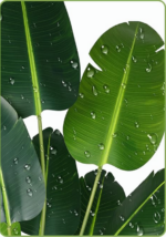 Faux Botanical - Bird of Paradise Plant - 5.2Ft (62 inches) - Image 8