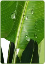 Faux Botanical - Bird of Paradise Plant - 5.2Ft (62 inches) - Image 9